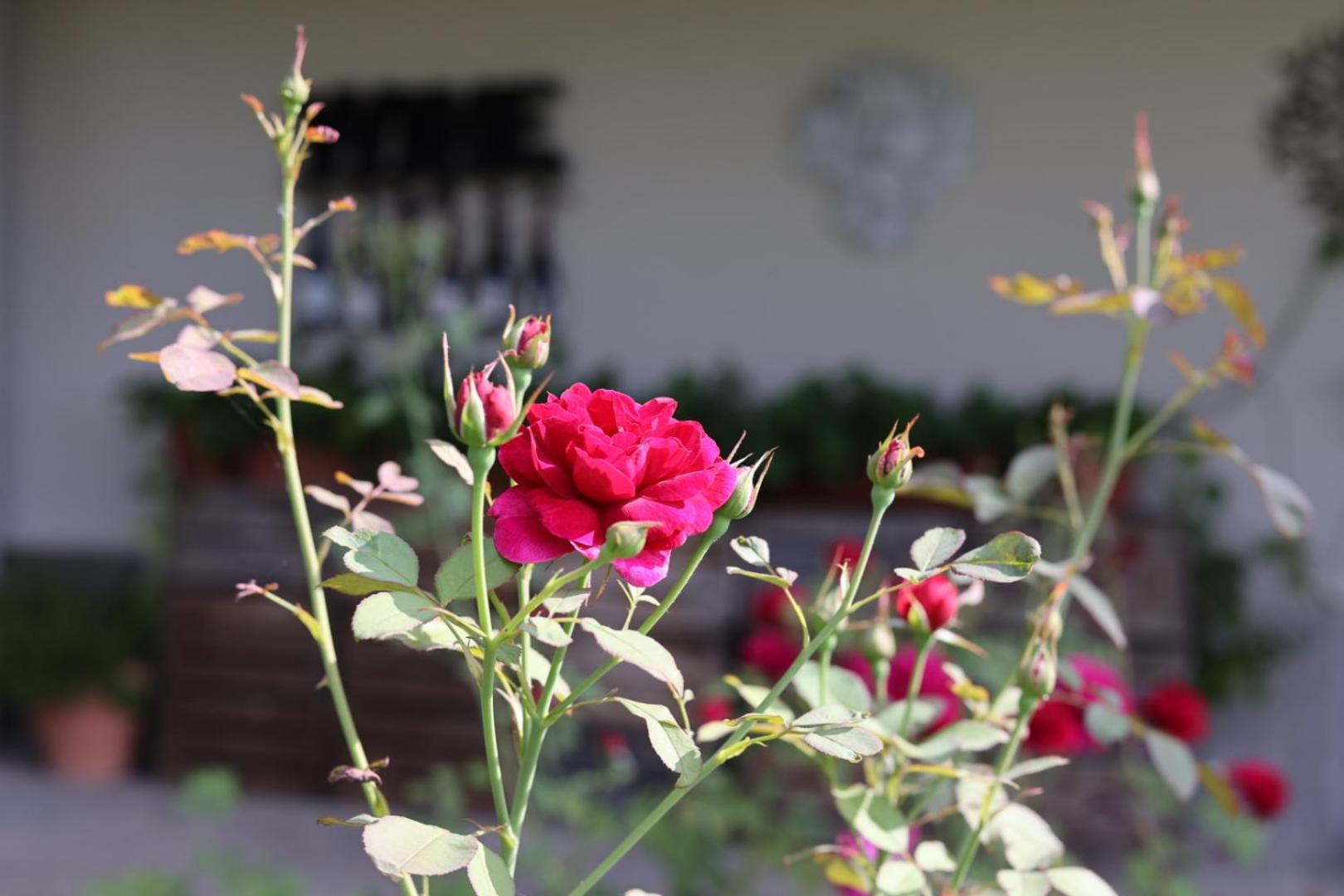 Rocchetta Tanaro Braida Wine Resort מראה חיצוני תמונה